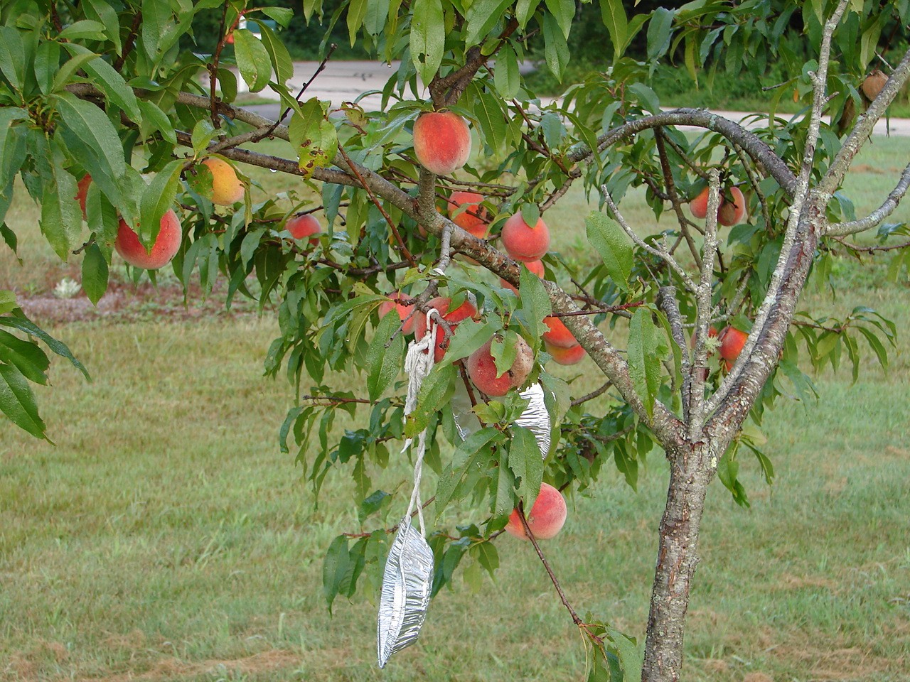 [peach+tree+8-09+2.jpg]