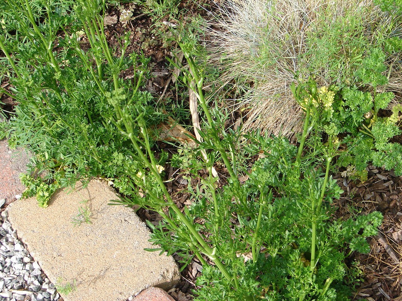 One Love Farm Parsley