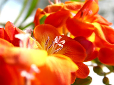 flores-color-naranja flores-de-petalos-color-naranja