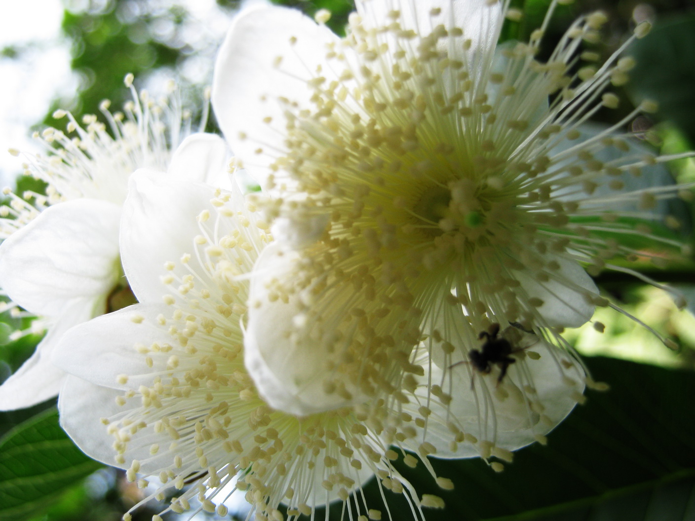 Flowers of Guava
