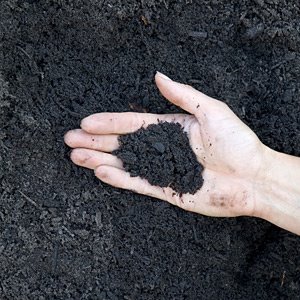 [black+soil.jpg]