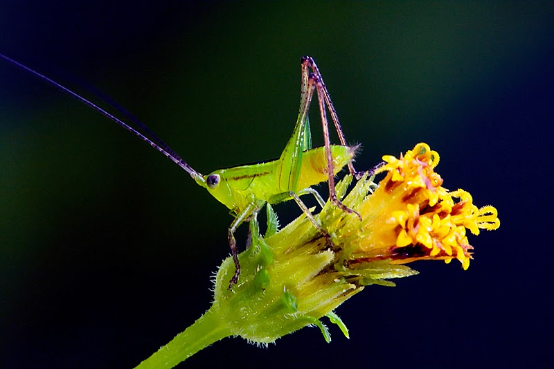 Grasshopper poker