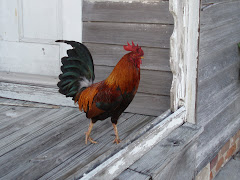 Key West Cock