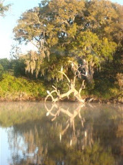 Egrets