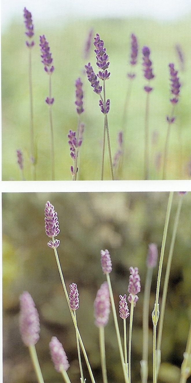 [Lavandula.jpg]