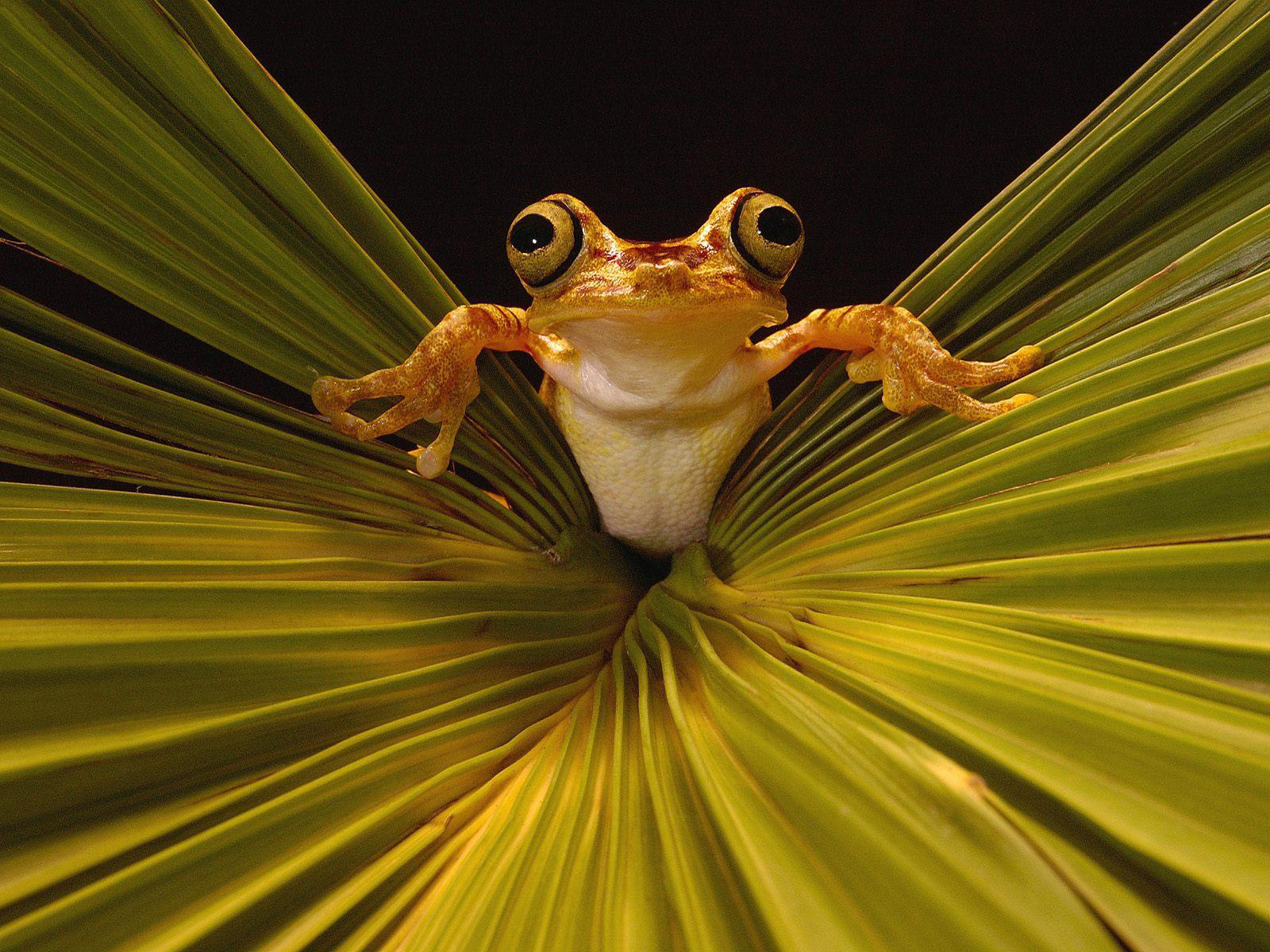 http://4.bp.blogspot.com/_3zkyrfijNIM/TFJnS5lkLaI/AAAAAAAAAgw/4rF0pUk9JSk/s1600/tree_frog_rainforest.jpg
