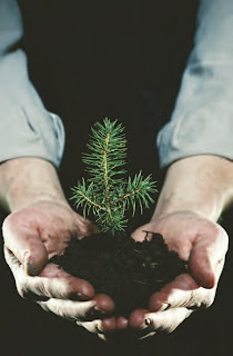 NAMC Montessori christmas seasonal activities reading holding evergreen seedling