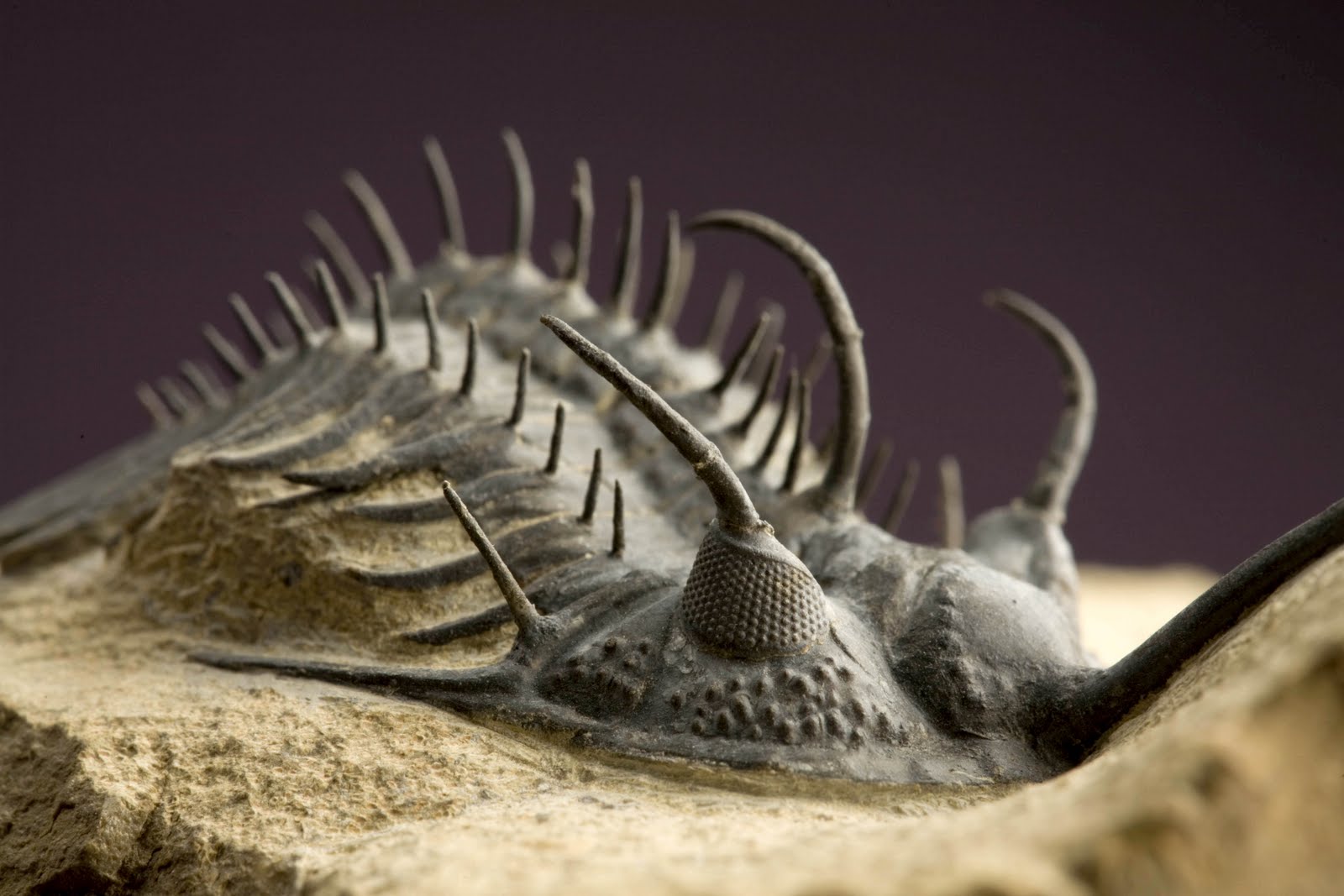 [2007-7446-trilobites.jpg]