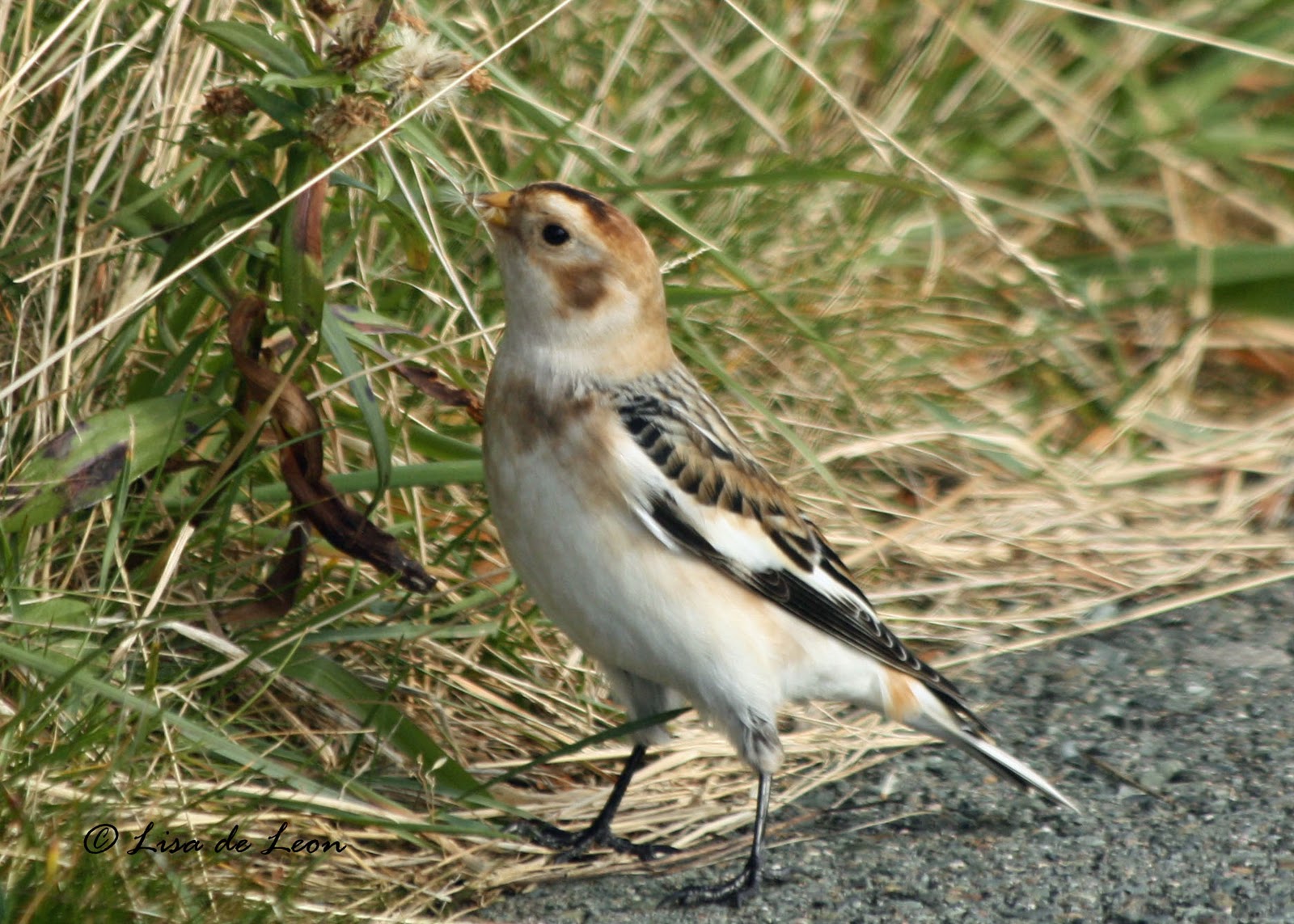 birding with lisa de leon snow bunting birding with lisa de leon snow bunting