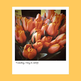 iPhone polaroid, orange tulips