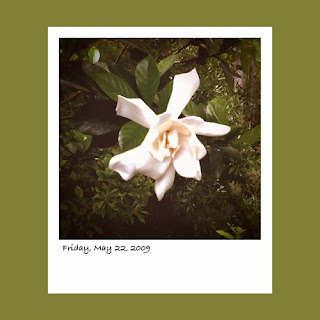 iPhone polaroid, gardenia