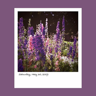 iPhone polaroid, flower garden