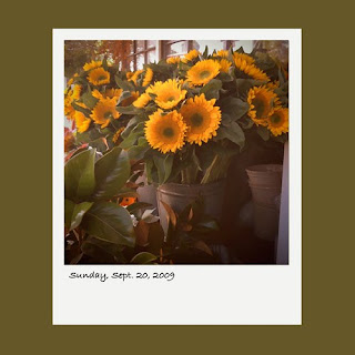 iPhone polaroid, sunflowers