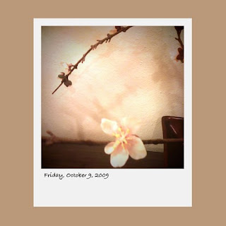 flower abstract, iPhone polaroid