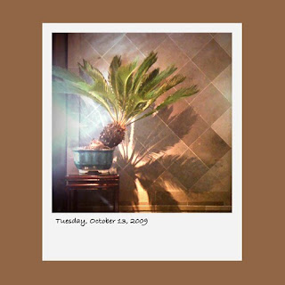 iPhone polaroid, bonsai palm
