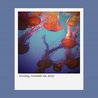 jellyfish, jelly fish, Monterey Bay Aquarium, iPhone polaroid