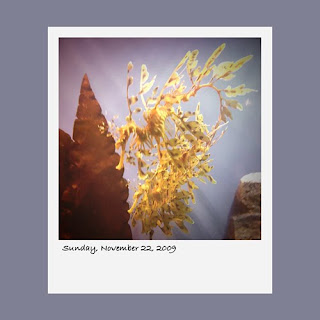 dragon seahorse, Monterey Bay Aquarium, iPhone polaroid