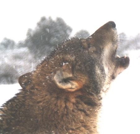 [lobos2.jpg]
