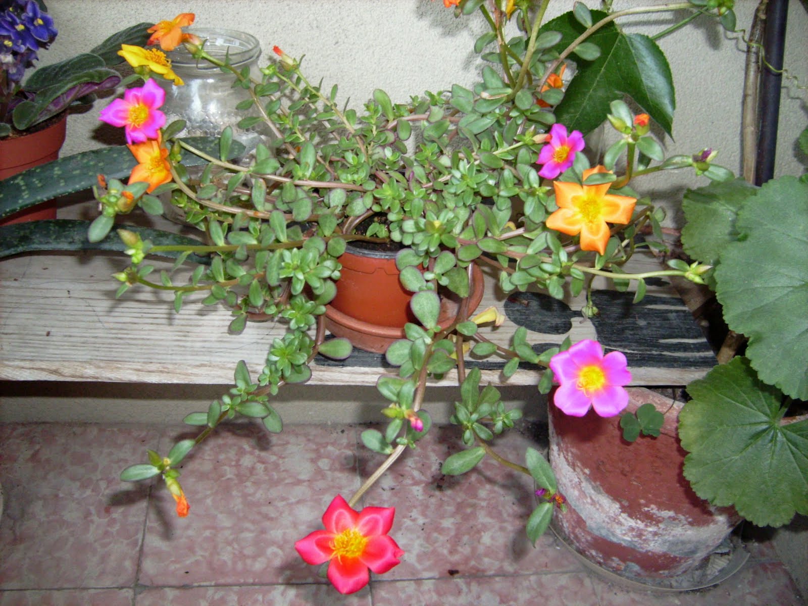 [DSCI0299.JPG]