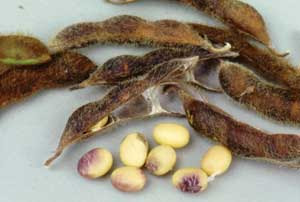 cercospora kikuchii
