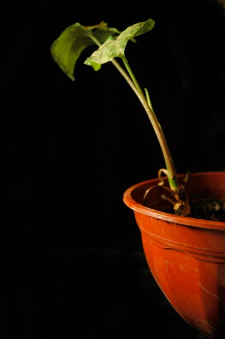 black background photography black background photography