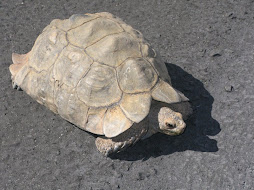 陸上看到烏龜過馬路 可要幫幫忙 不要壓到它