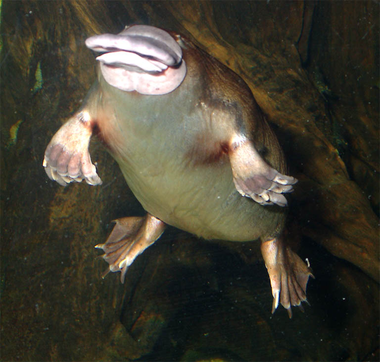 Platypus Funny