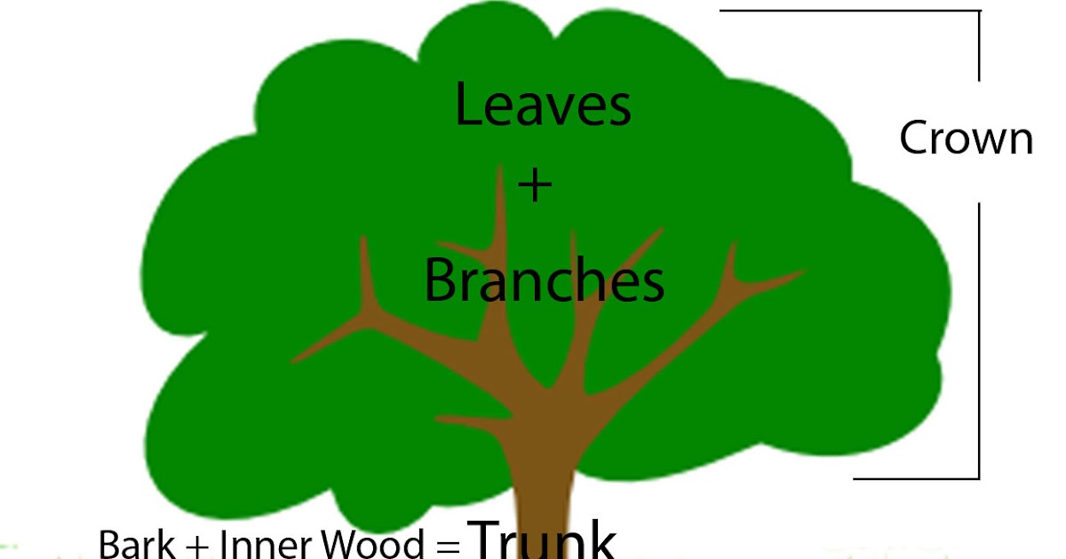 labeled tree diagram science news science of tree labeled tree diagram science news science of tree