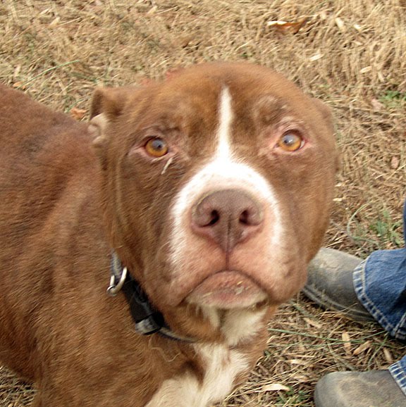 Small Dog Rescue Middle Tn Small Dog Rescue Middle Tn