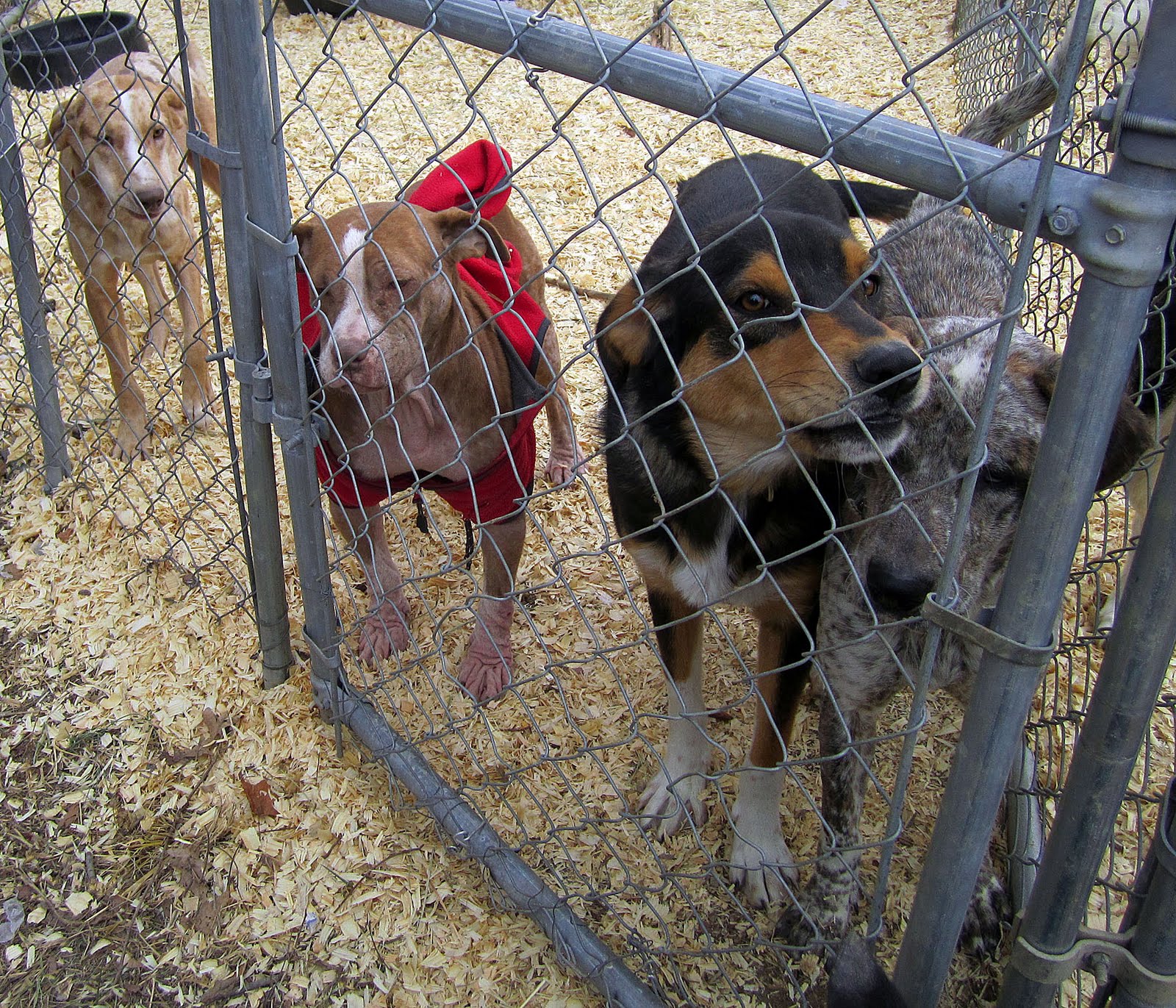 catahoula pitbull mix puppies for sale catahoula pointer mix breeds picture catahoula pitbull mix puppies for sale catahoula pointer mix breeds picture