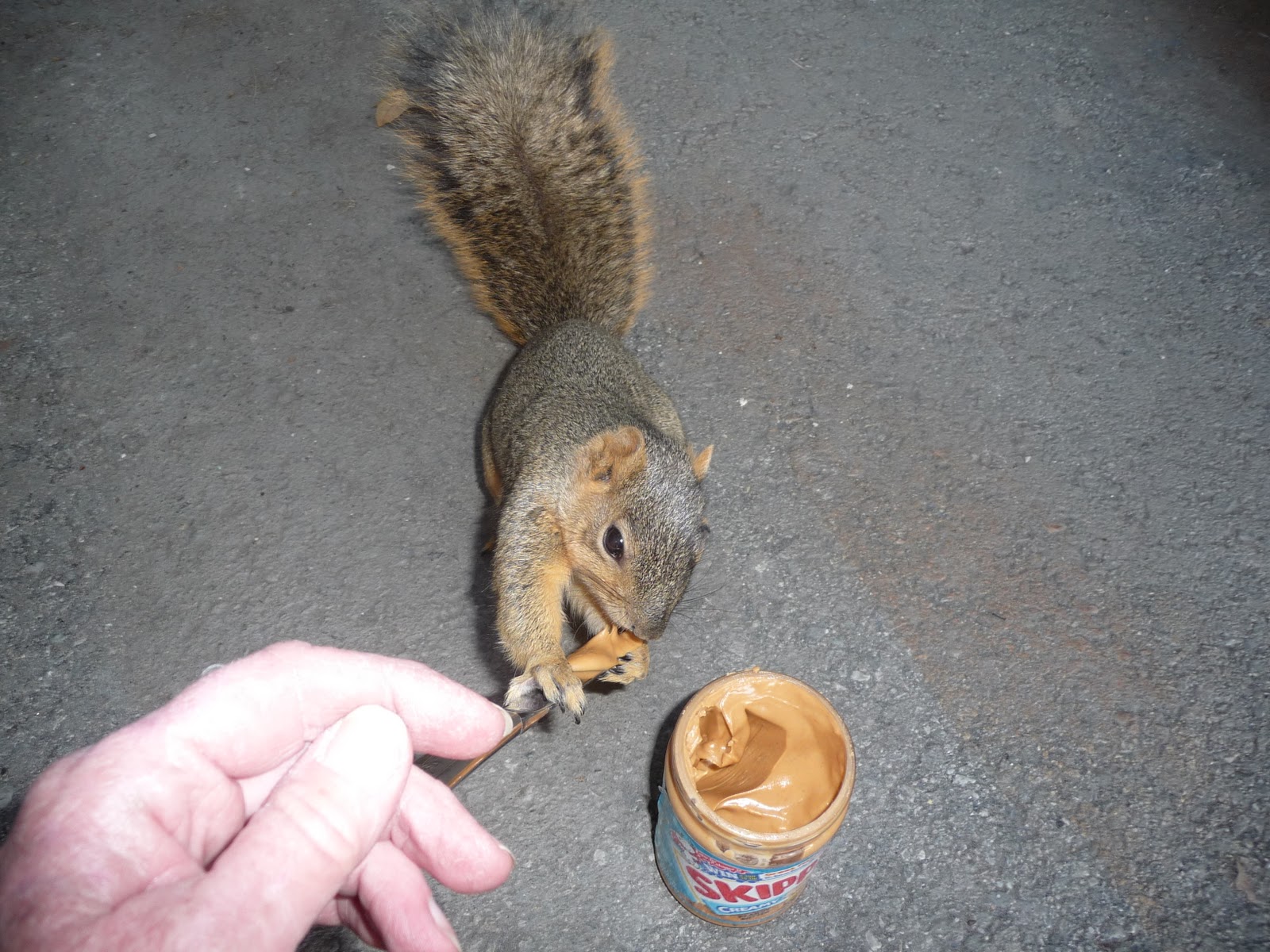 This Bitch Craves Attention Animal Welfare in Los Angeles Squirrels