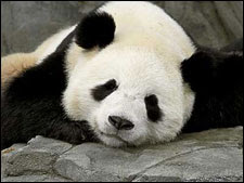 Sooo sleeeepy Sooo sleeeepy