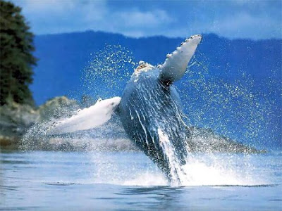Humpback Breaching Humpback Breaching