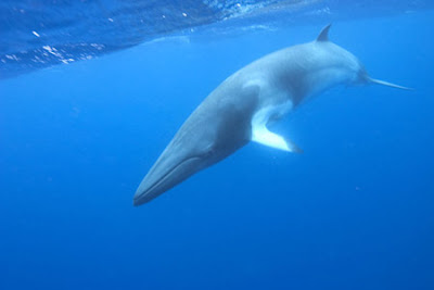 Minke Whale