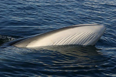 Minke Whale Minke Whale