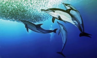 Whaling Arguments