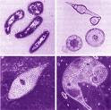 Imagem de alguns microorganismos