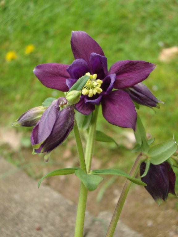 Simple Pleasures How to save Columbine Seeds