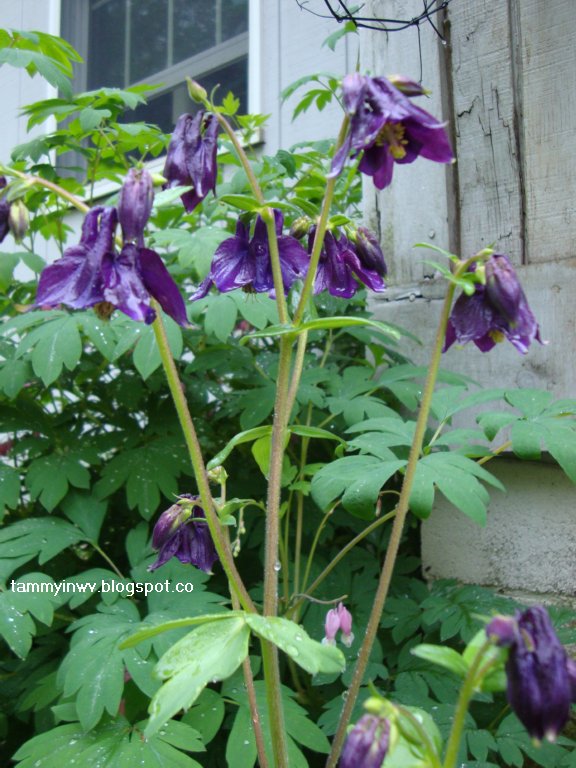 Simple Pleasures How to save Columbine Seeds