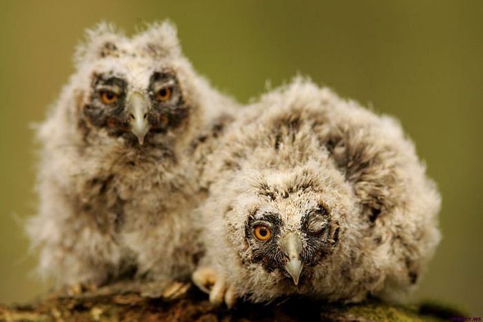 [owlets_knuttz1net.jpg]