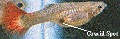 pregnant+guppy.jpg