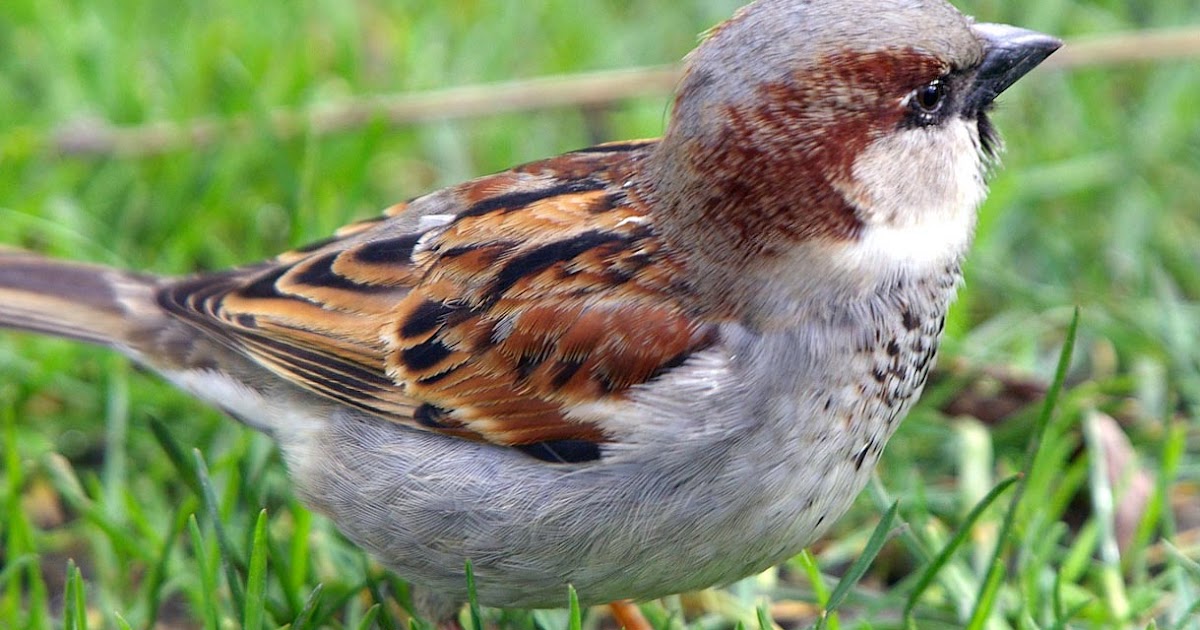 Birds of bangladesh paragraph for class 5 image