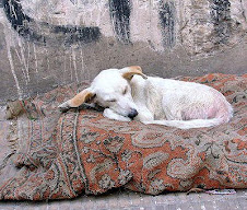 PERRITOS CARTONEROS