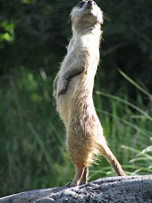 Een meerkat die de wacht houdt