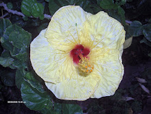 Hibiscus Flower, Hawaii