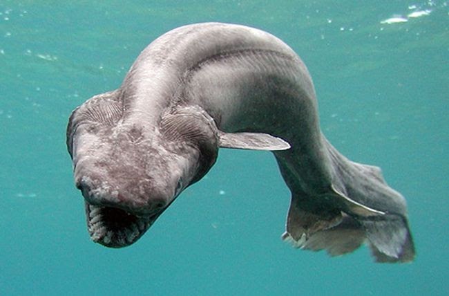 The Blob Sculpin, it lives off the continental shelves in very