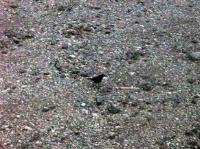runaway raven
