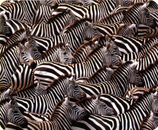 Quantas zebras você vê? Um leão também!