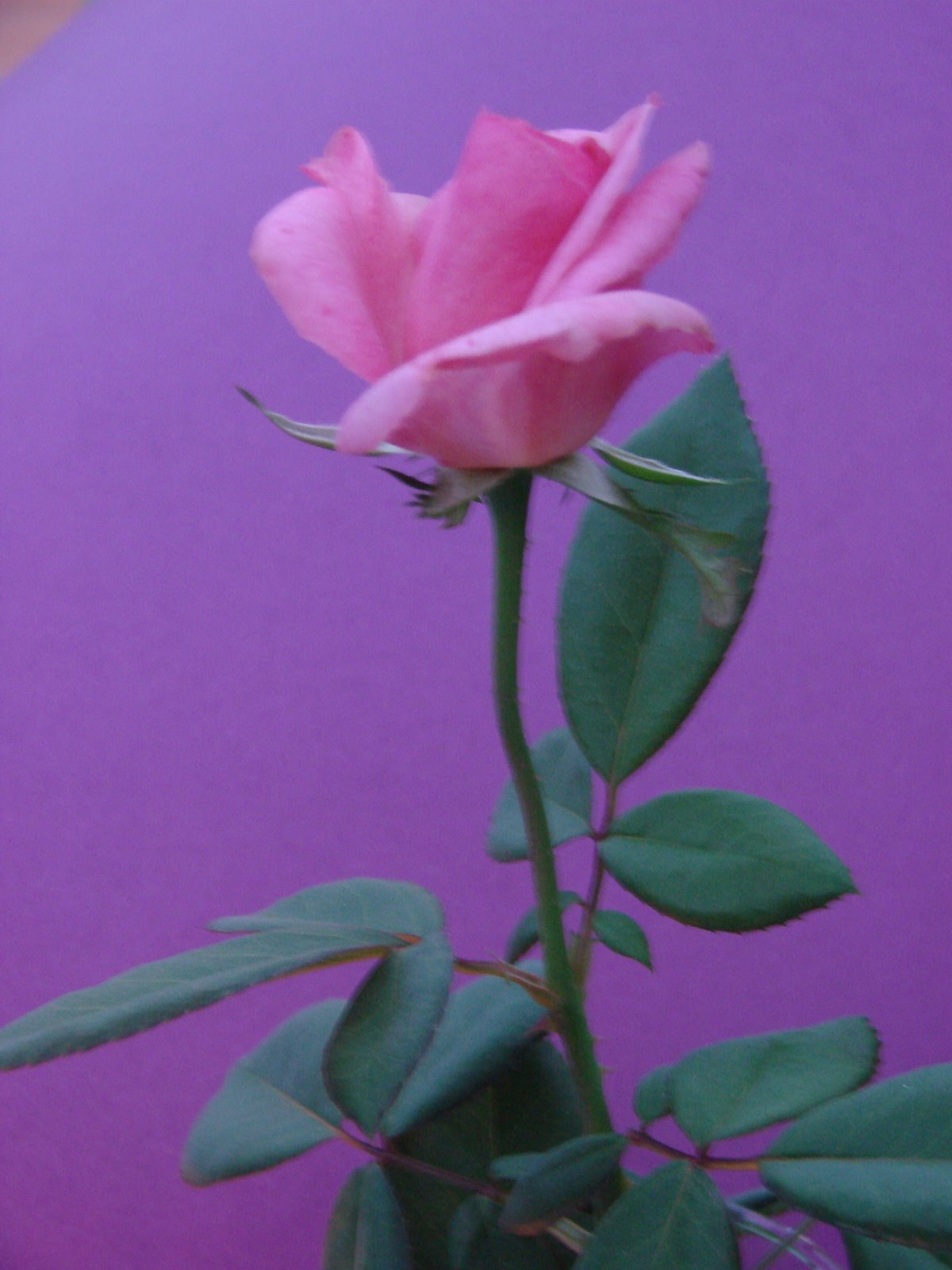 [DSC05615.JPG]