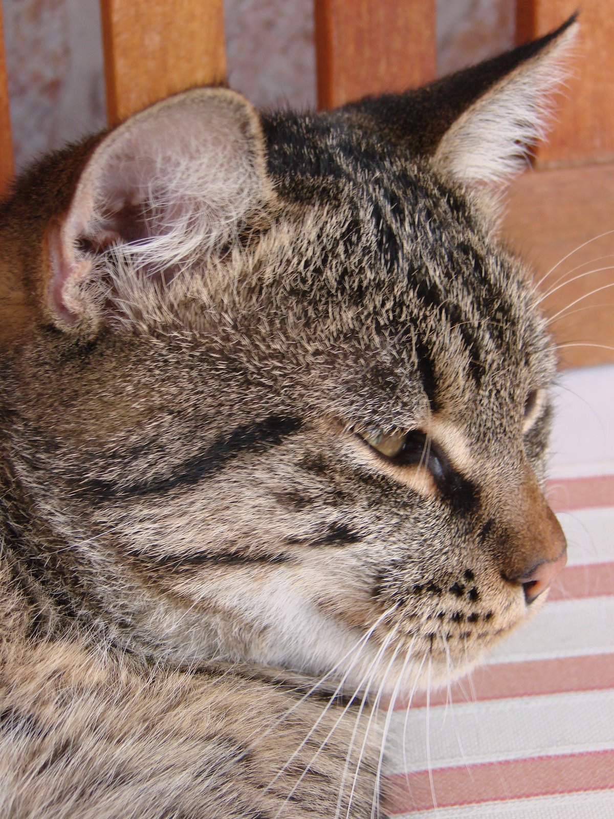 [DSC06222.JPG]